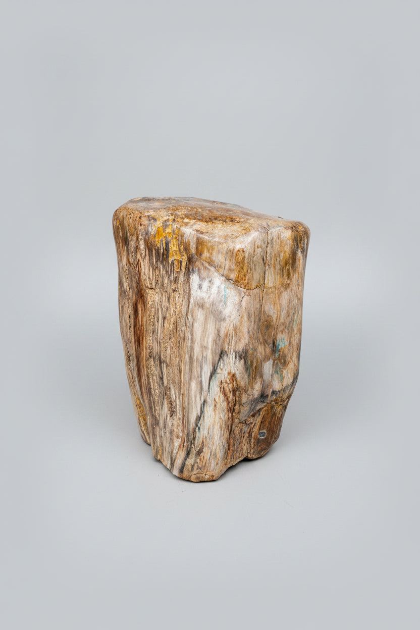 Petrified Wood from Java, Indonesia