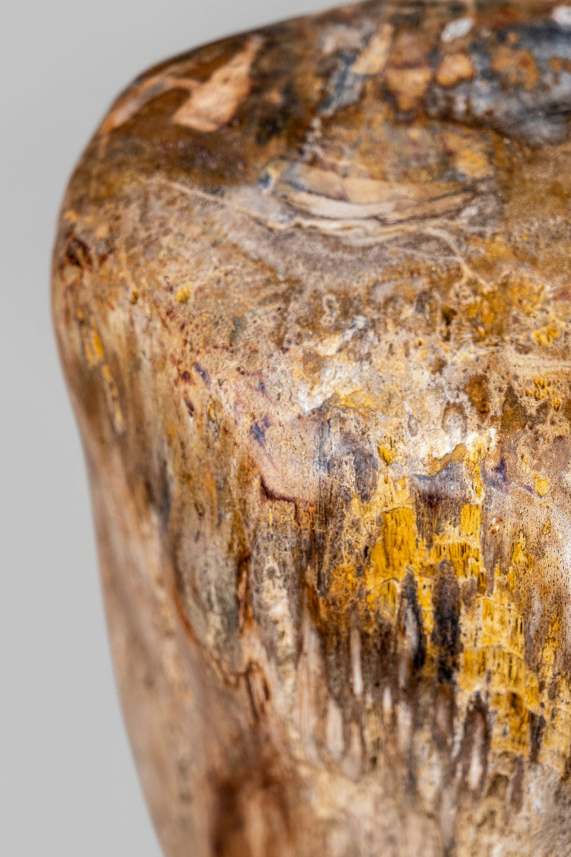 Petrified Wood from Java, Indonesia