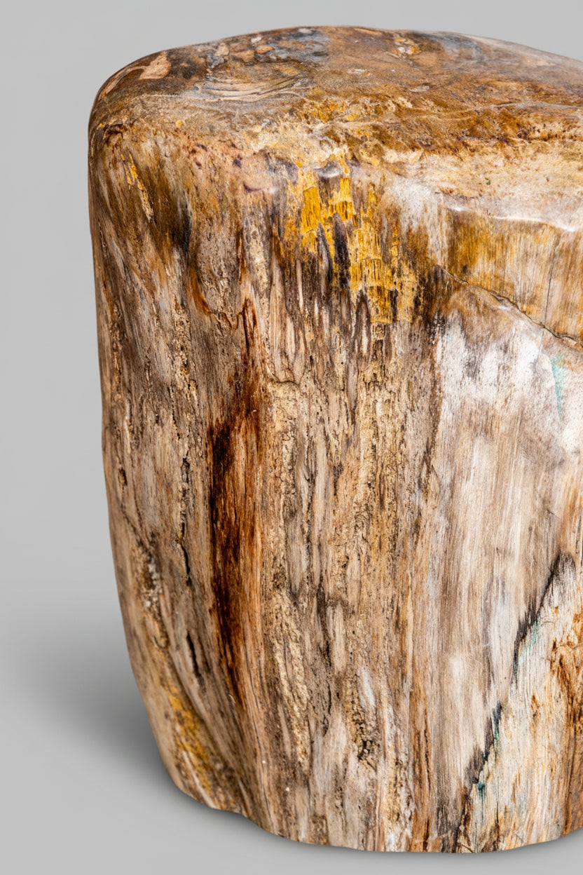 Petrified Wood from Java, Indonesia